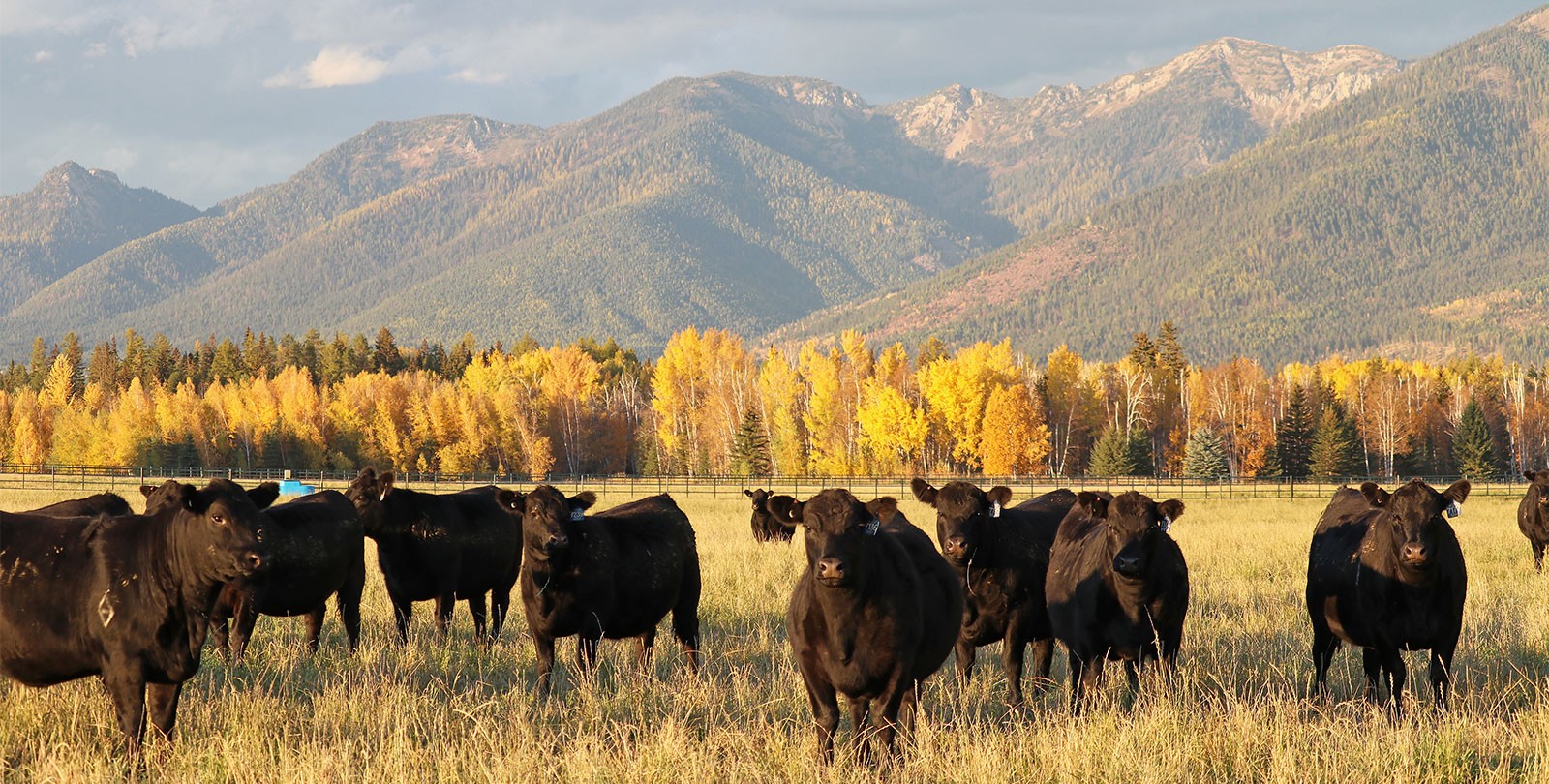 Black cattle grazing on open golden pasture behind a ranch fence, with autumn treeline and snow-dusted mountains behind them